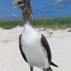 Look at this dinosaur. Specifically, a brown booby.